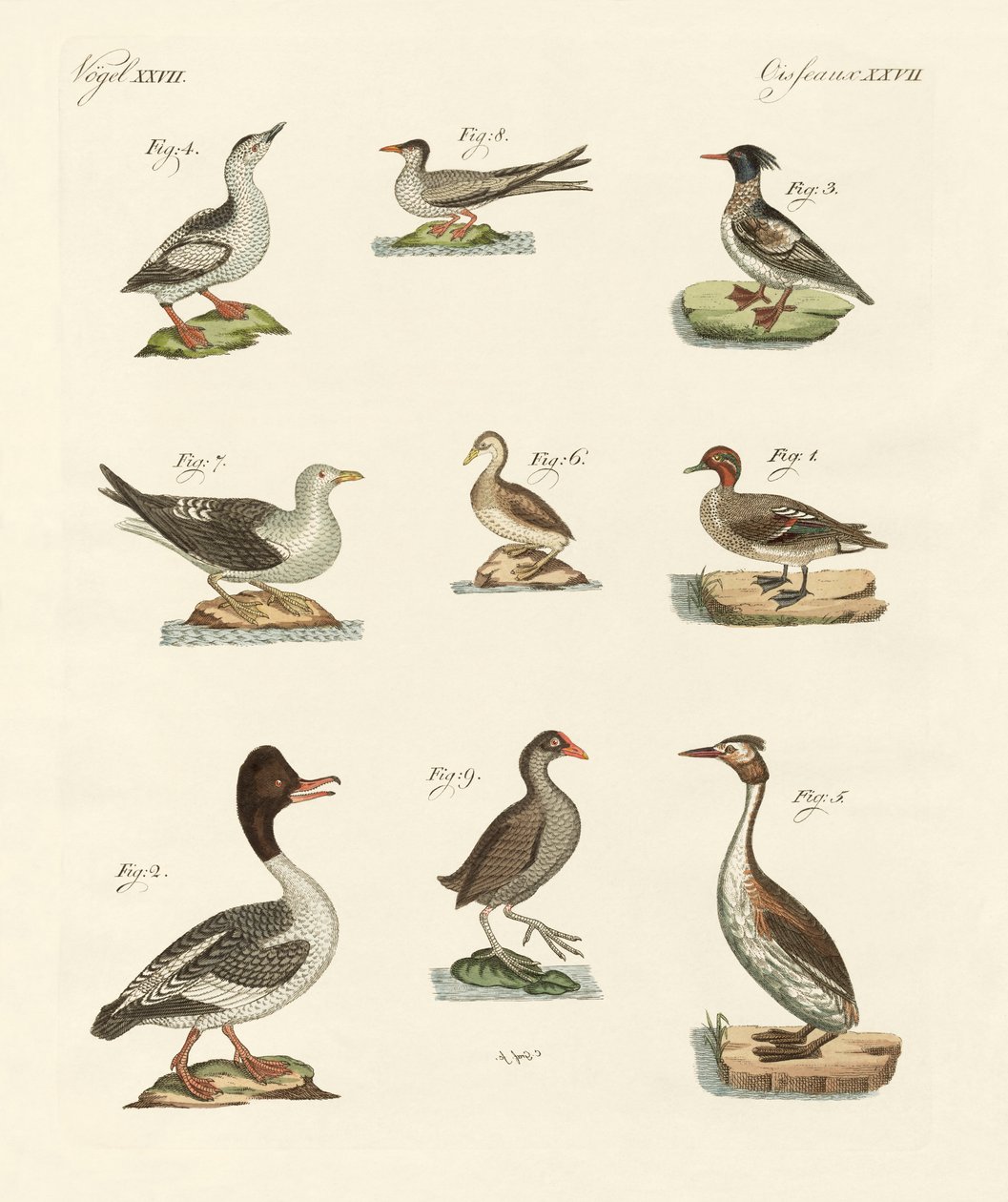 Diferentes tipos de aves acuáticas de German School