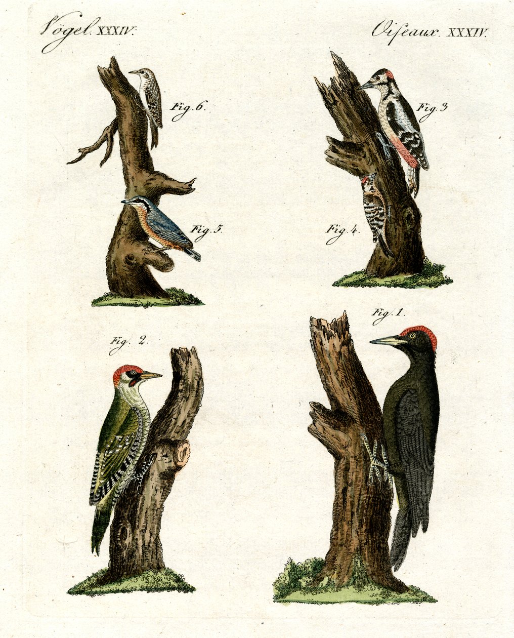 Diferentes tipos de pájaros carpinteros de German School