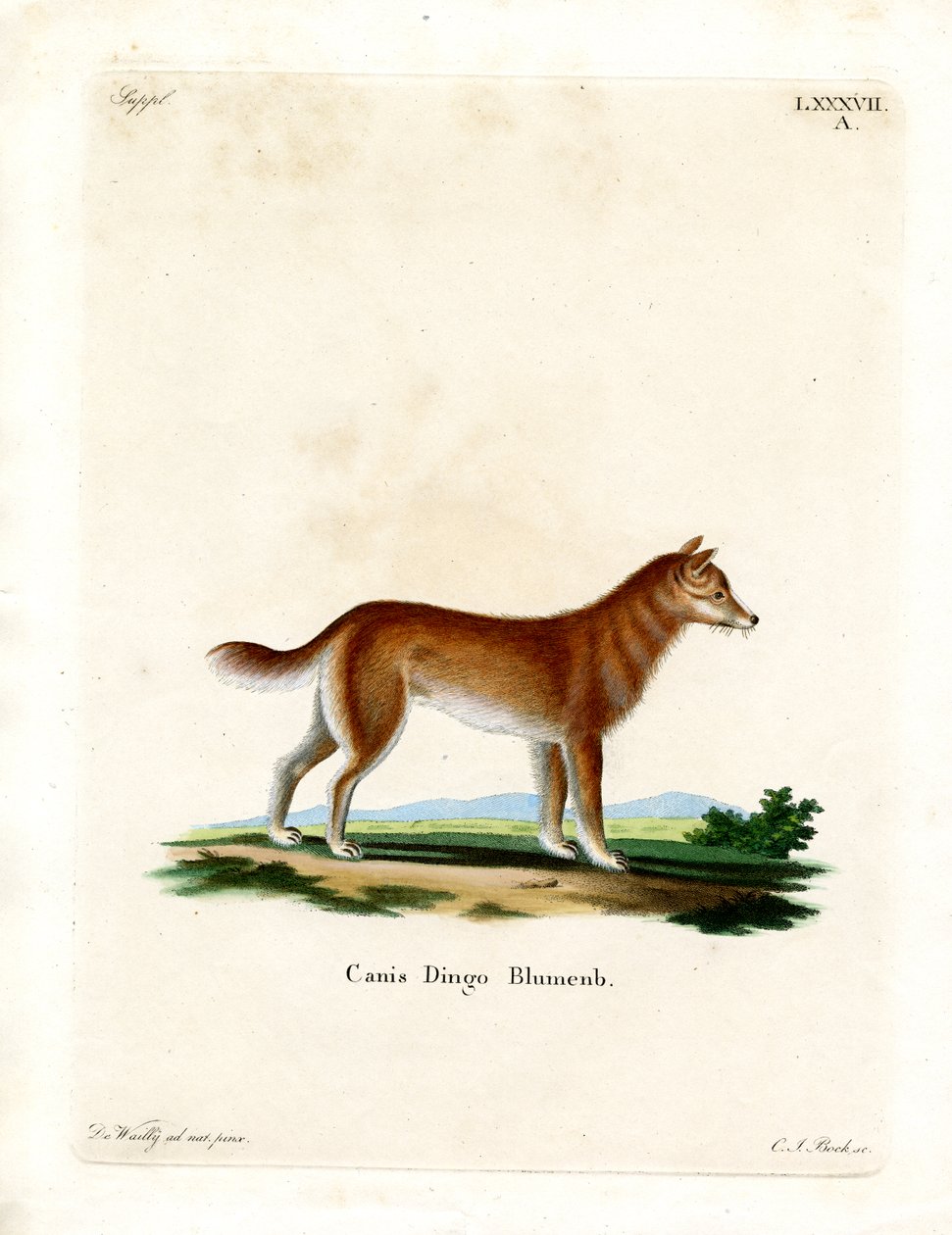 Dingo de German School