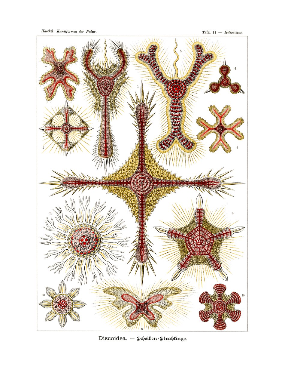 Discoidea, 1899-1904 de German School