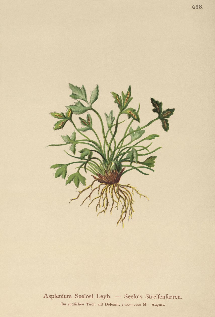 Asplenium Seelosii de German School