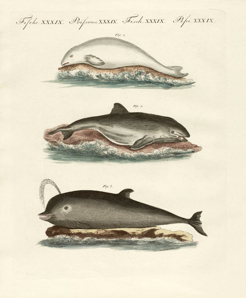 Delfines de German School