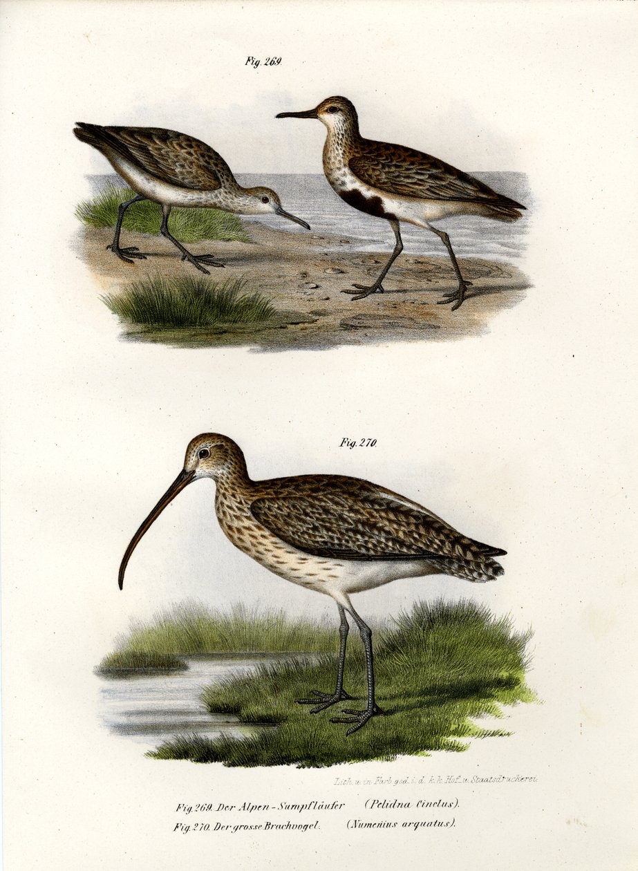 Correlimos común, 1864 de German School