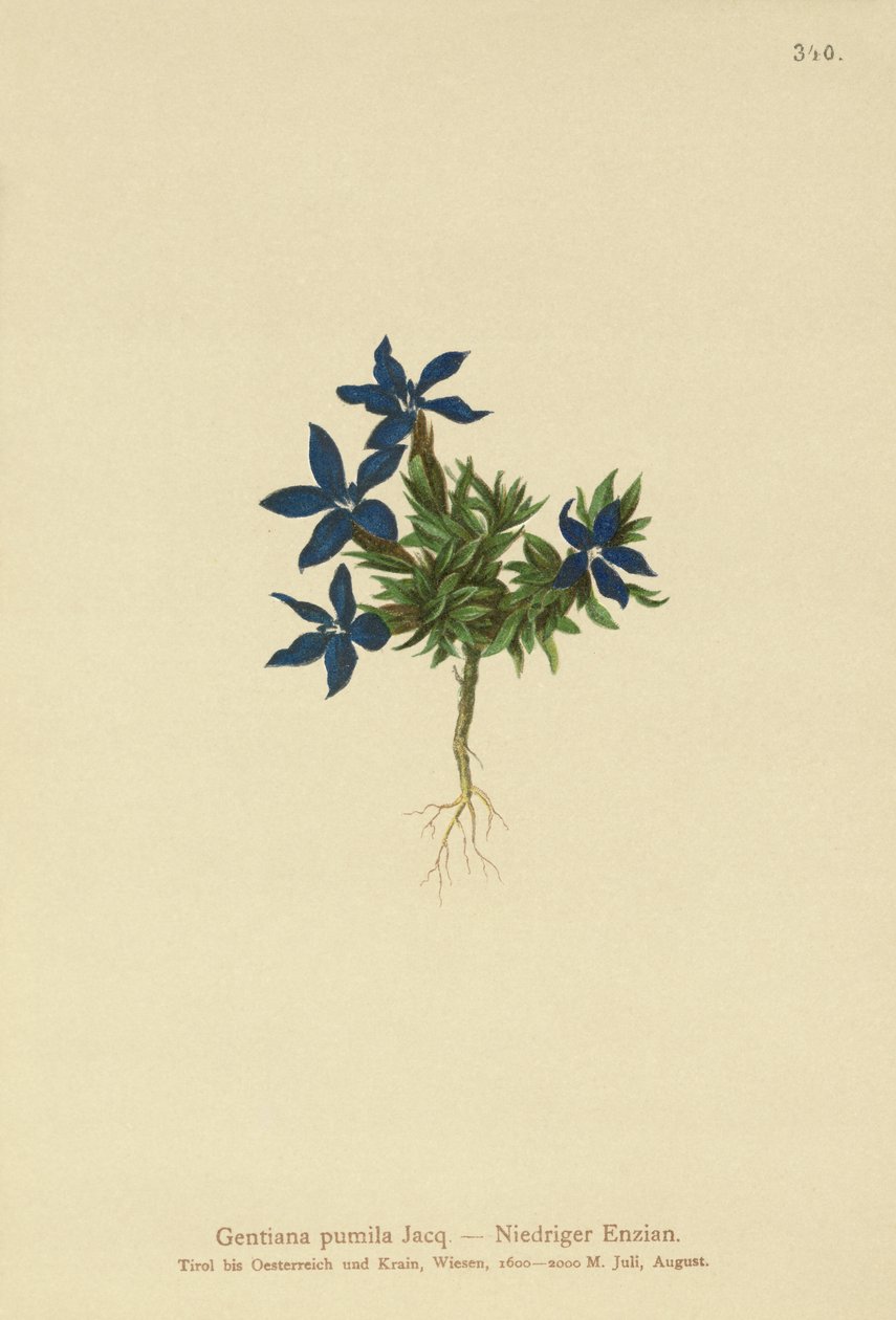 Genciana enana (Gentiana pumila) de German School