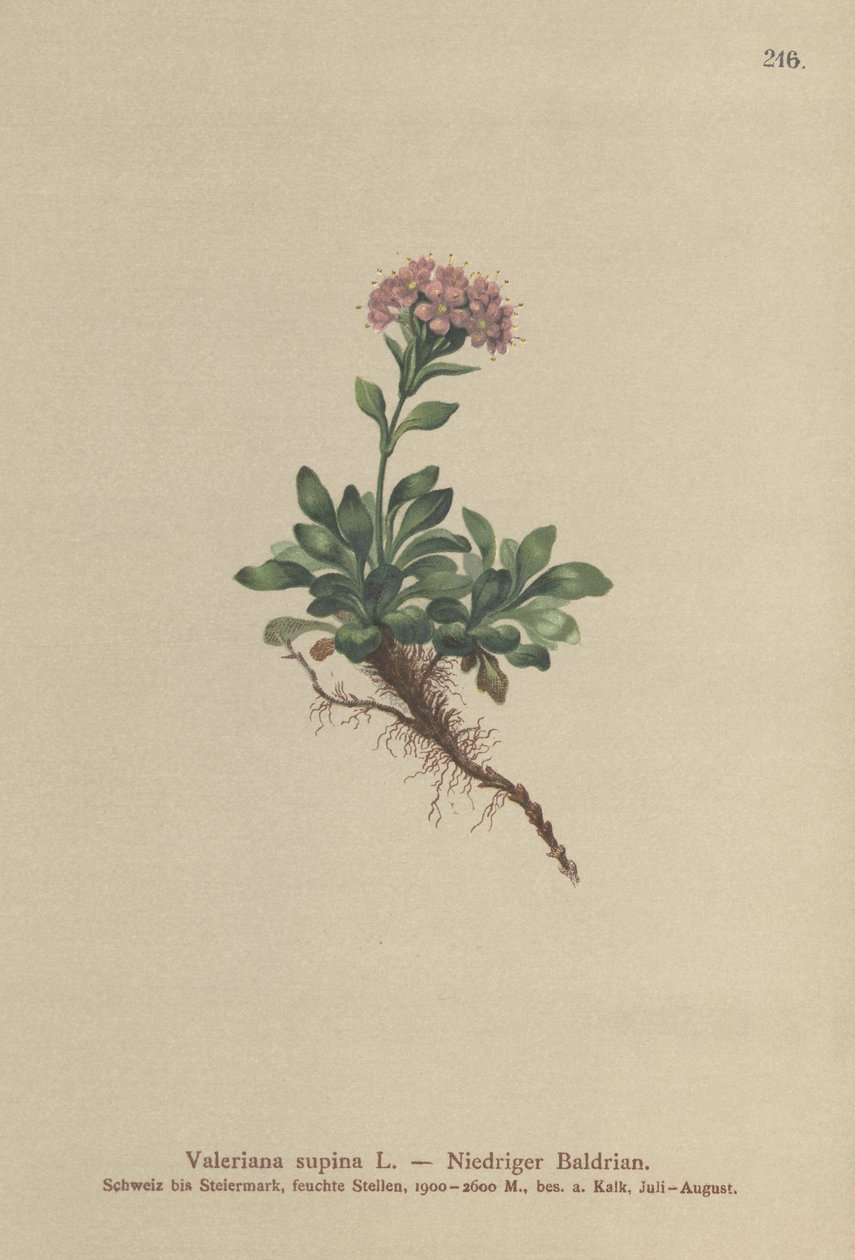 Valeriana enana (Valeriana supina) de German School