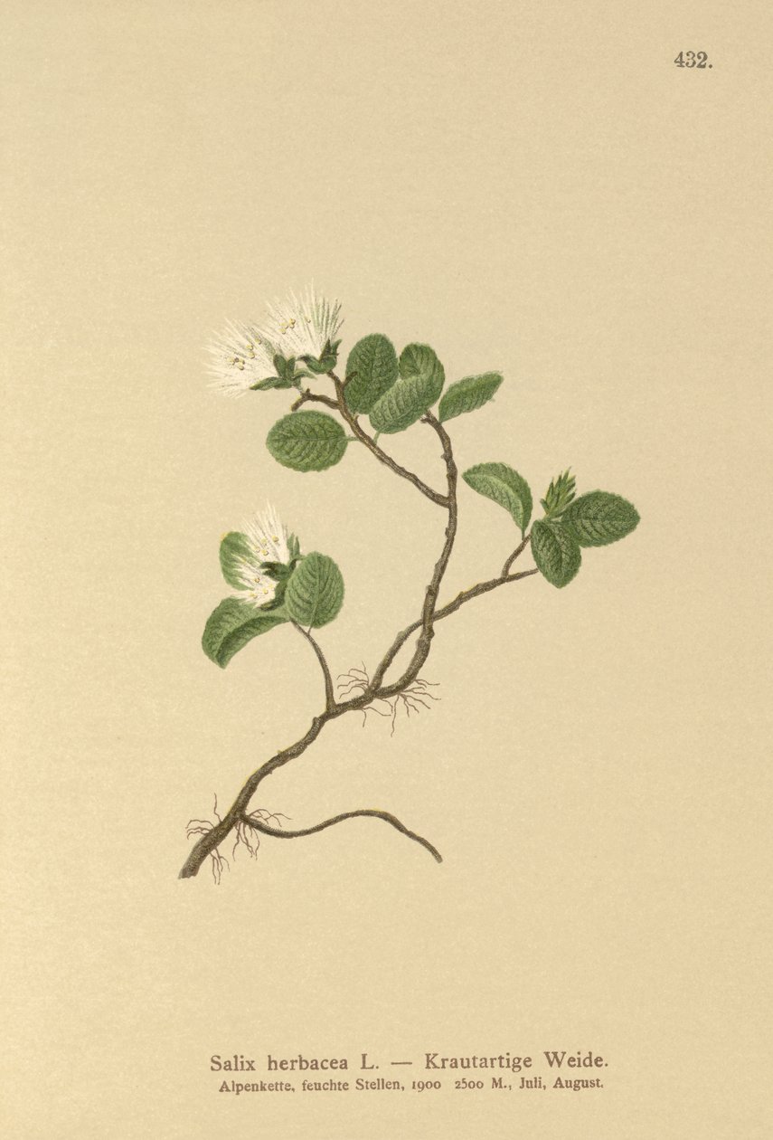 Sauce enano (Salix herbacea) de German School