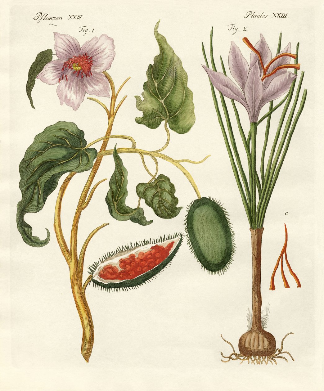Plantas tintóreas de German School