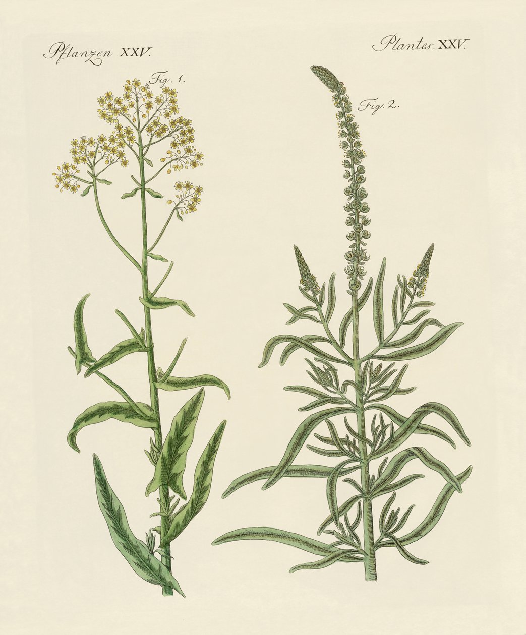 Plantas tintóreas de German School