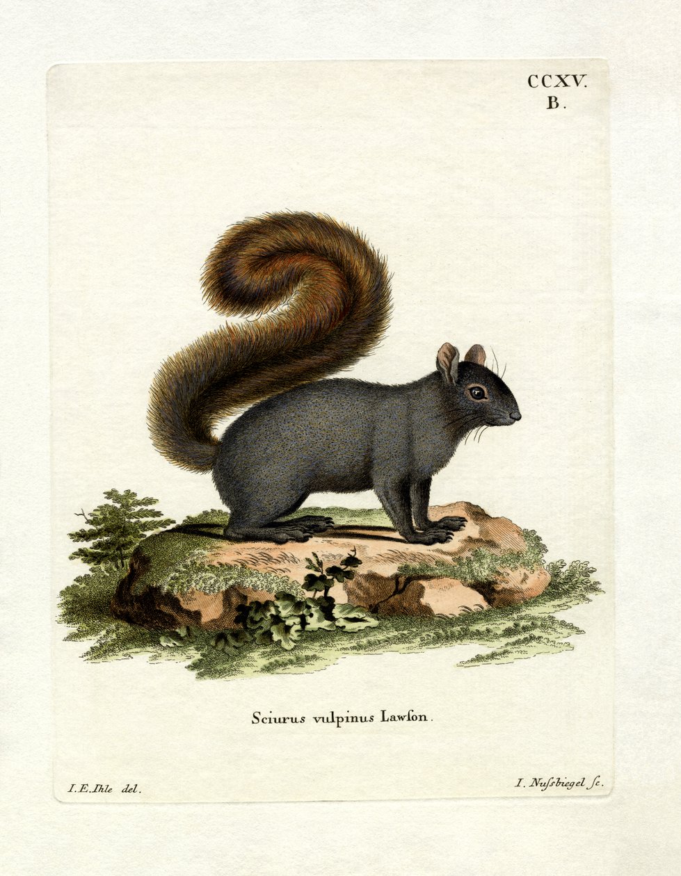 Ardilla zorro oriental de German School