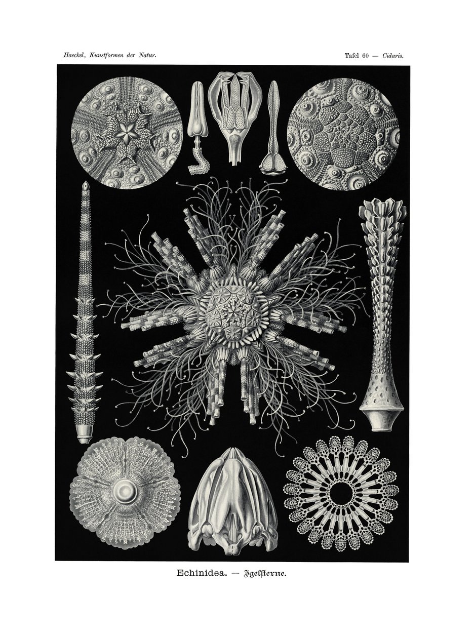 Echinidea de German School