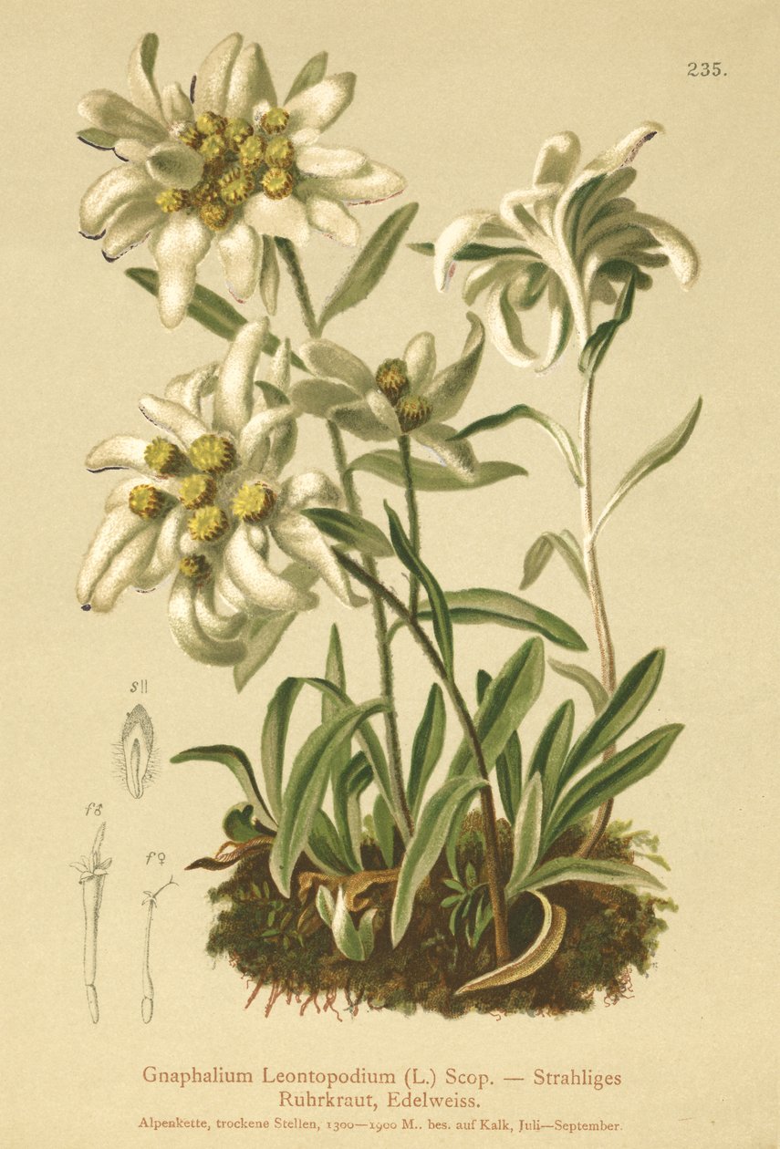 Edelweiss de German School