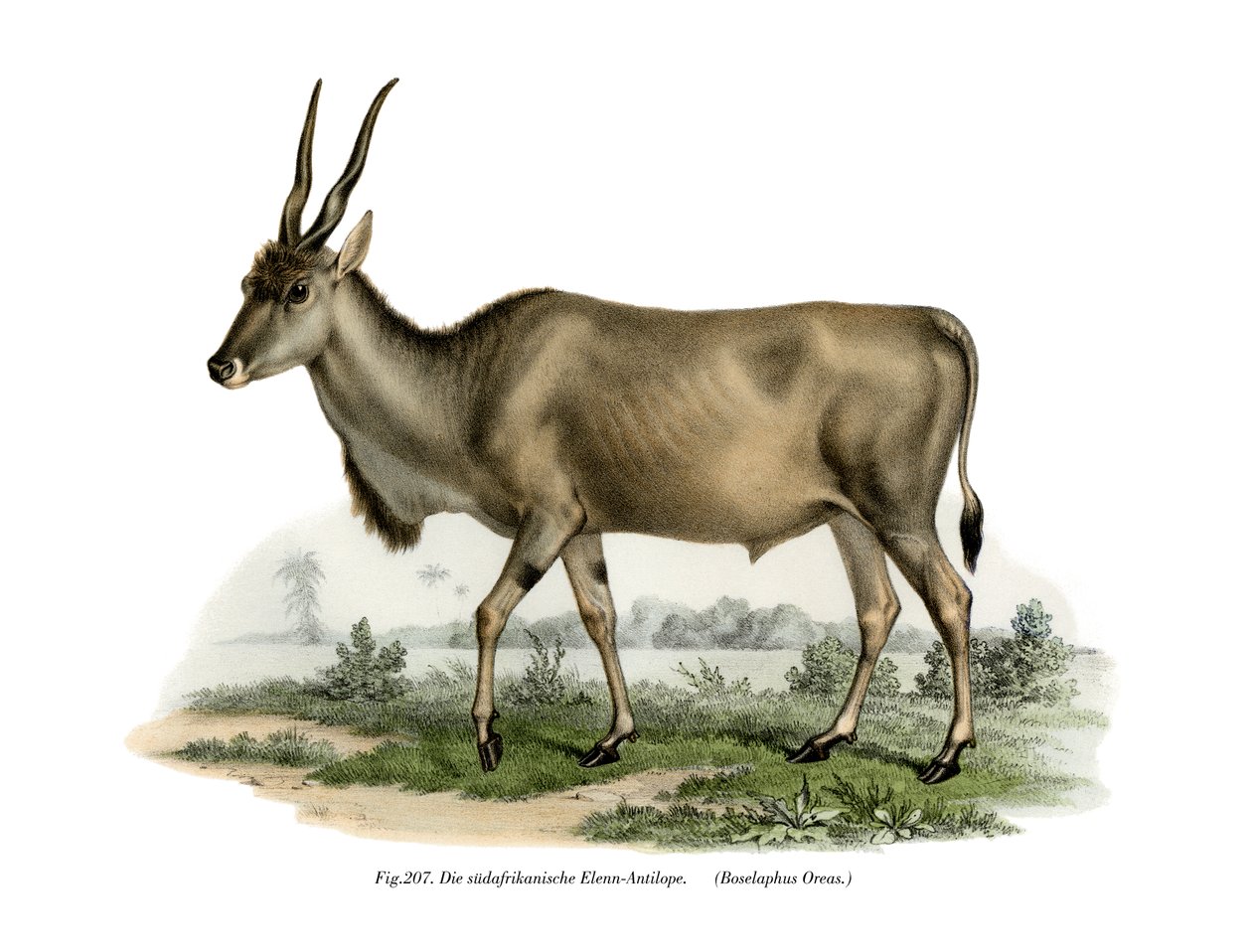 Eland de German School