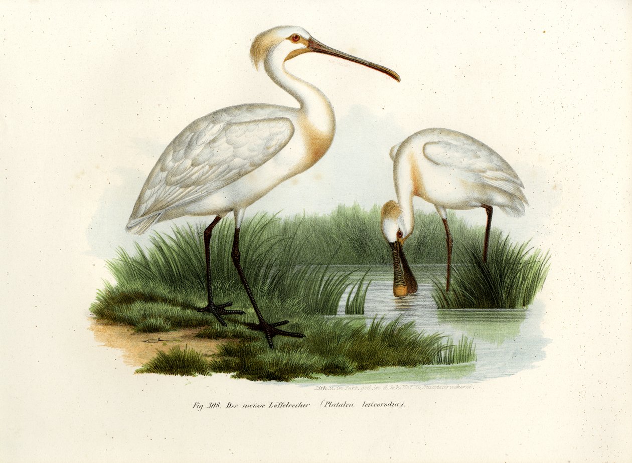 Espátula común, 1864 de German School