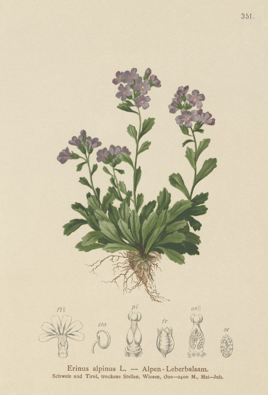 Digitalis de hadas (Erinus alpinus) de German School