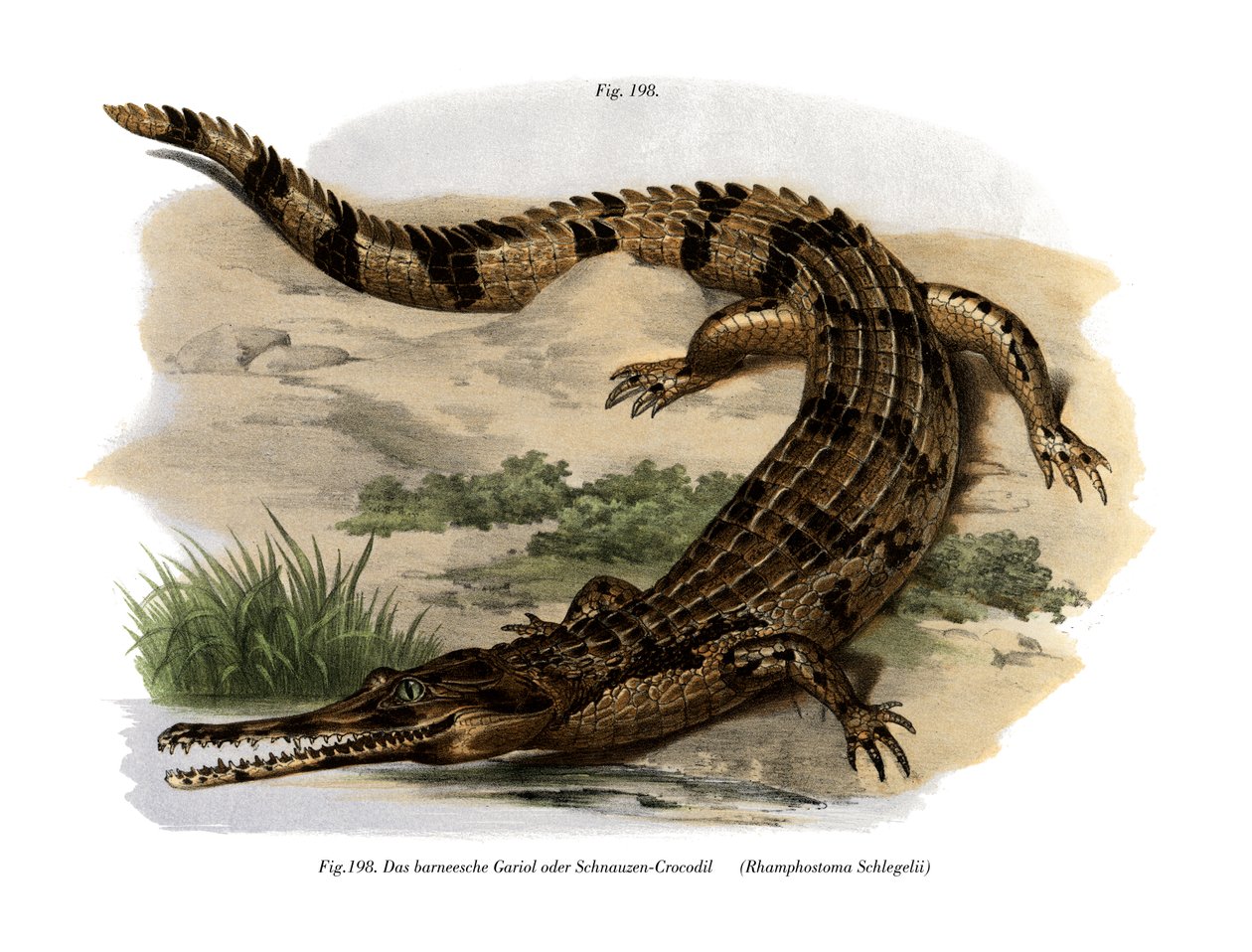 Falso gavial de German School