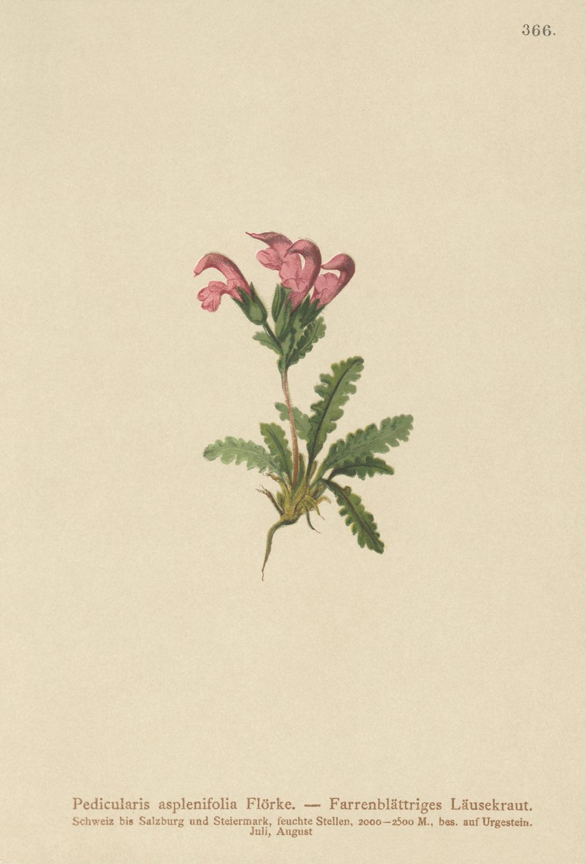 Pedicularis de hojas de helecho (Pedicularis asplenifolia) de German School