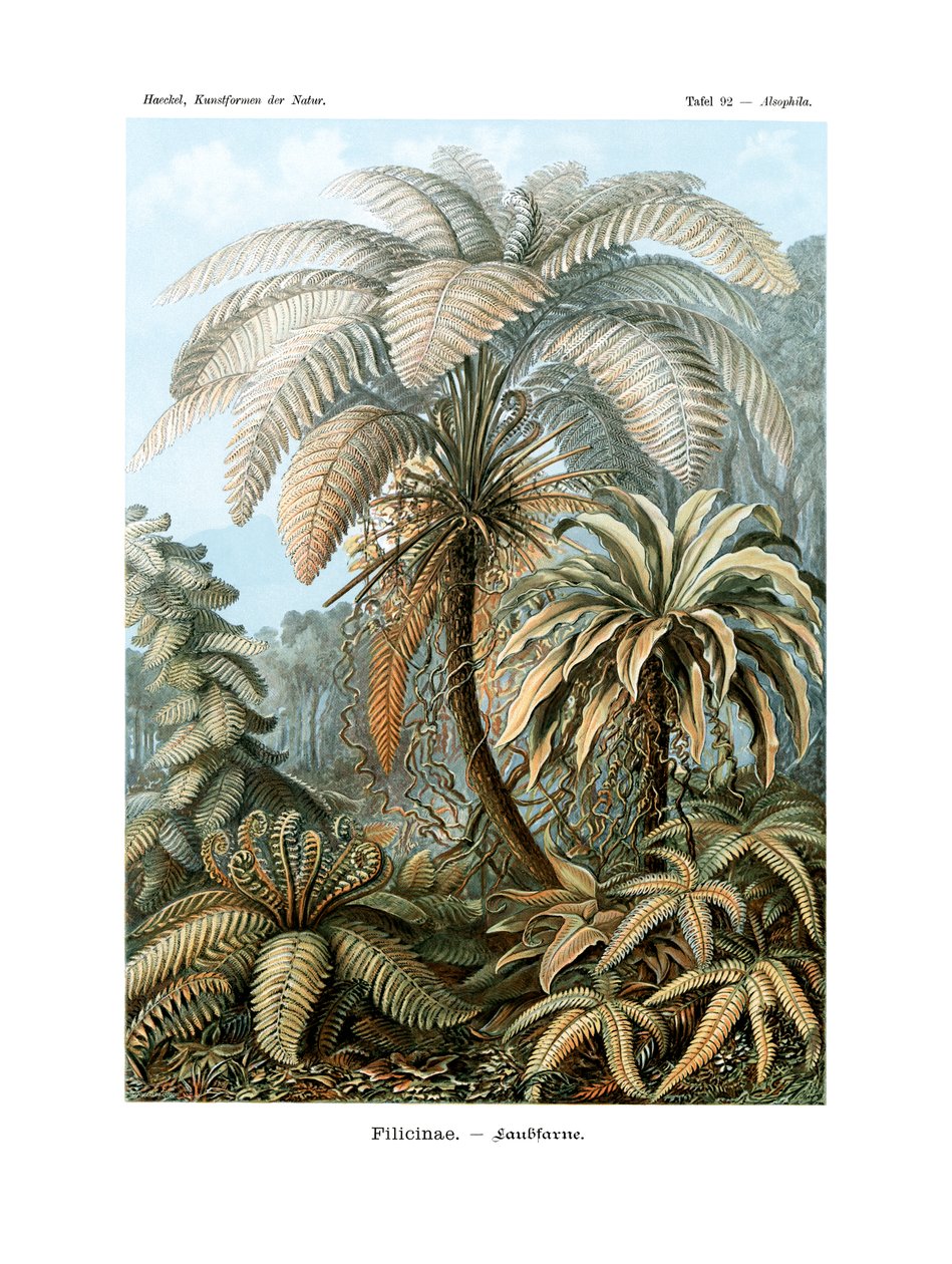 Filicinae de German School