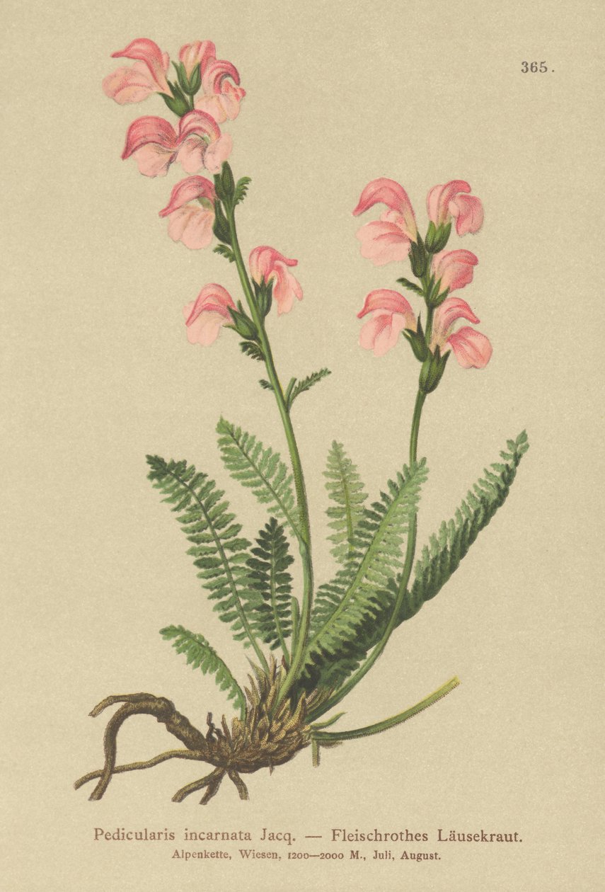 Pedicularis rosada (Pedicularis incarnata) de German School