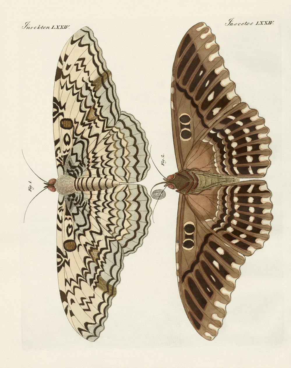 Mariposas extranjeras de German School