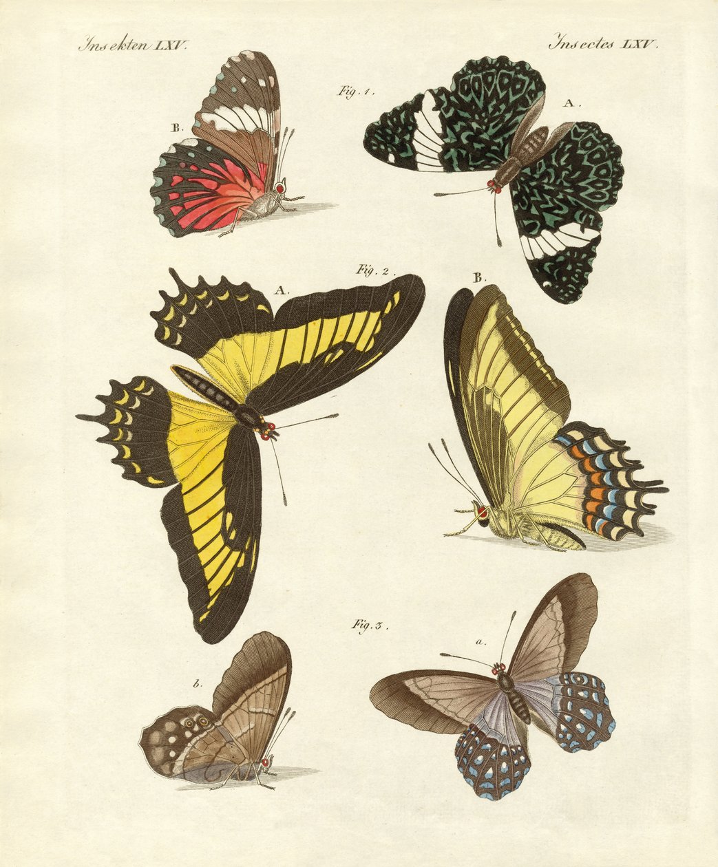 Mariposas extranjeras de German School