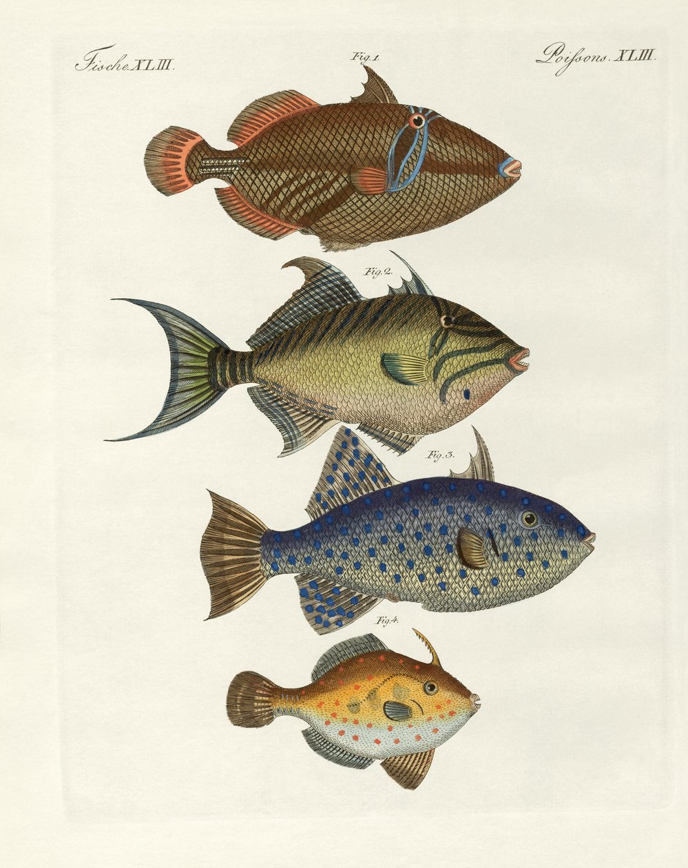 Peces extranjeros de German School