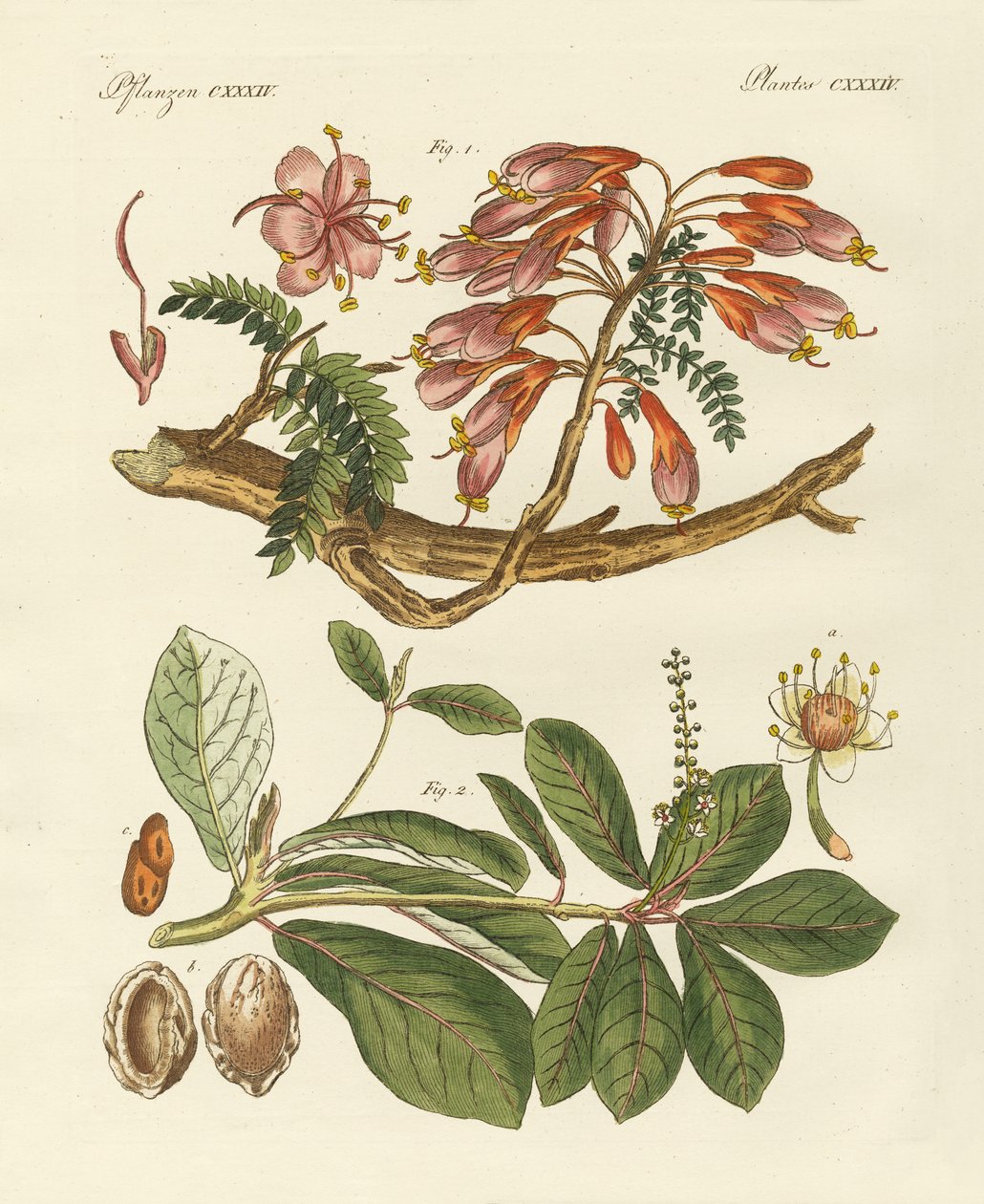 Plantas extranjeras (grabado en color) de German School