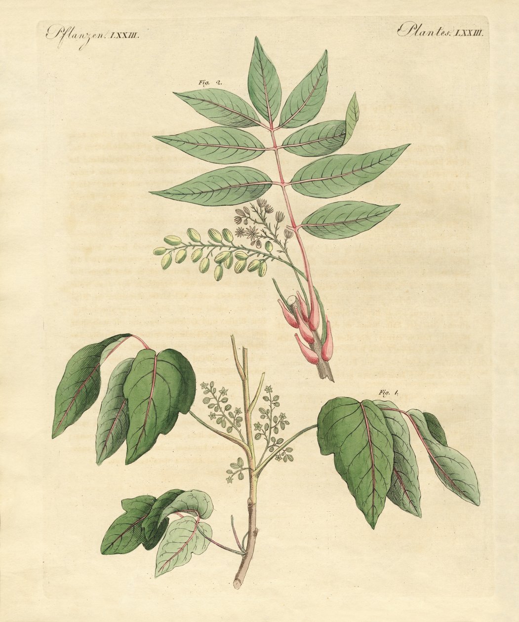 Plantas venenosas extranjeras de German School