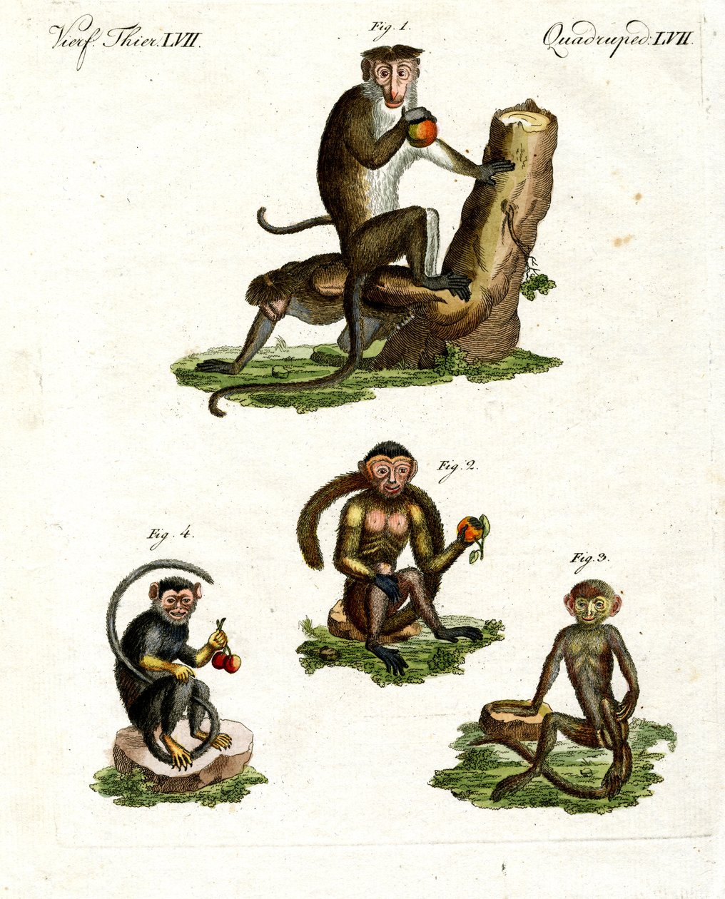 Cuatro tipos de monos de German School