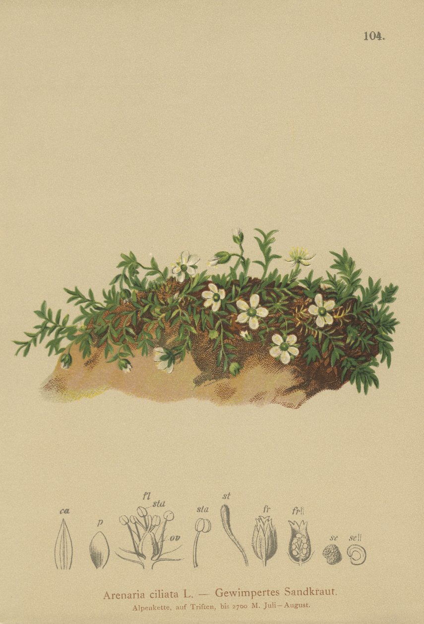 Sandwort fringido de German School