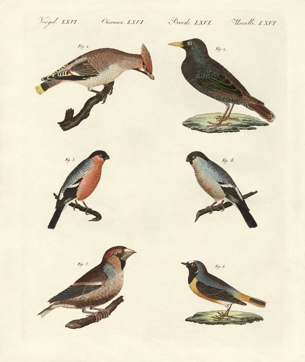 Aves cantoras alemanas de German School