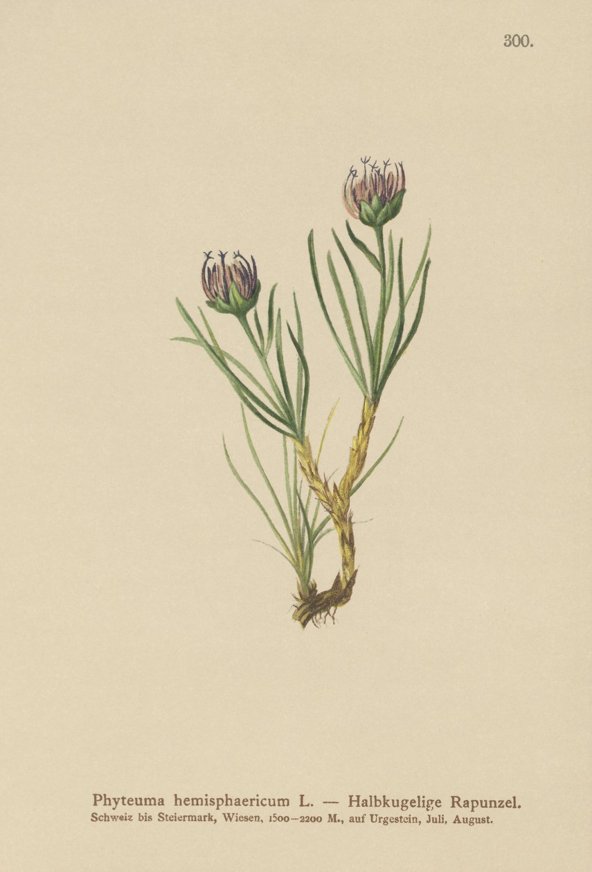 Rampion de cabeza globular (Phyteuma hemisphaericum) de German School