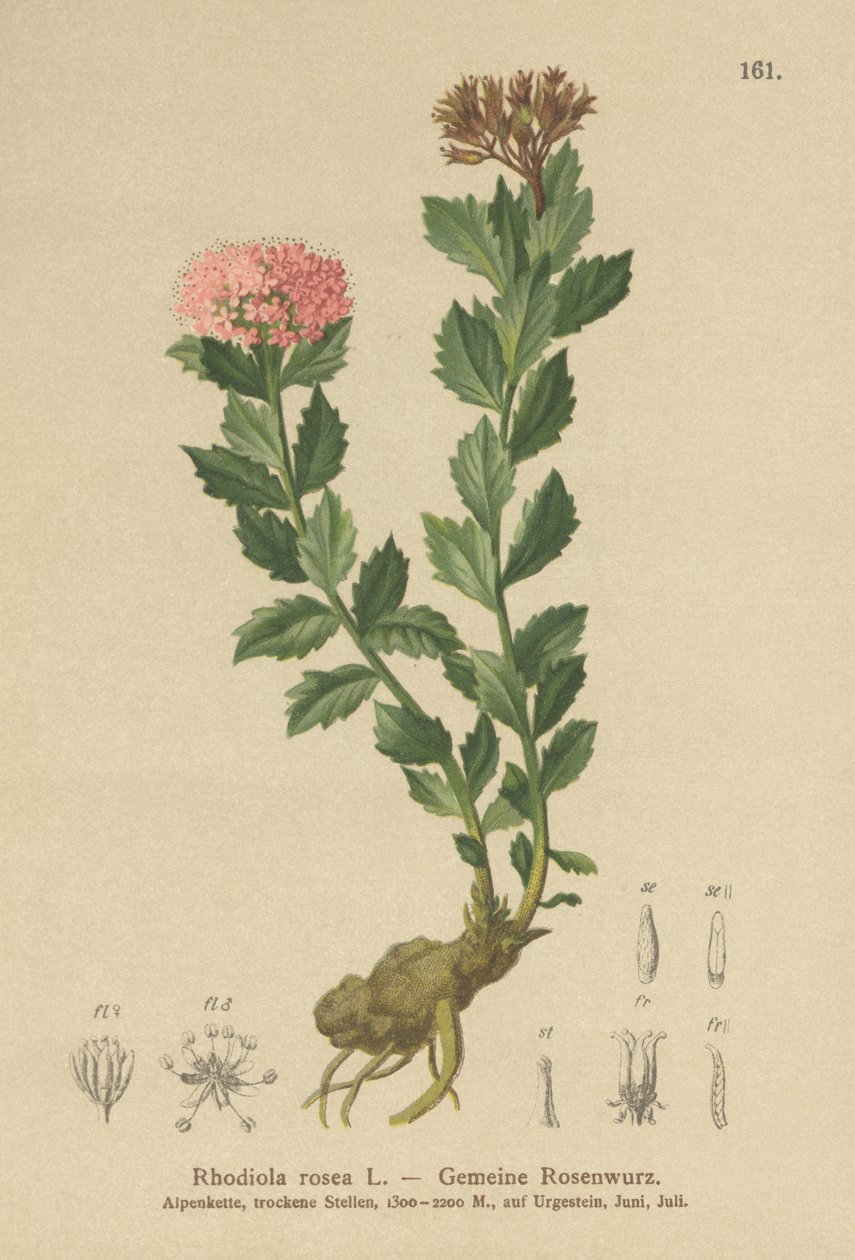 Raíz dorada (Rhodiola rosea) de German School