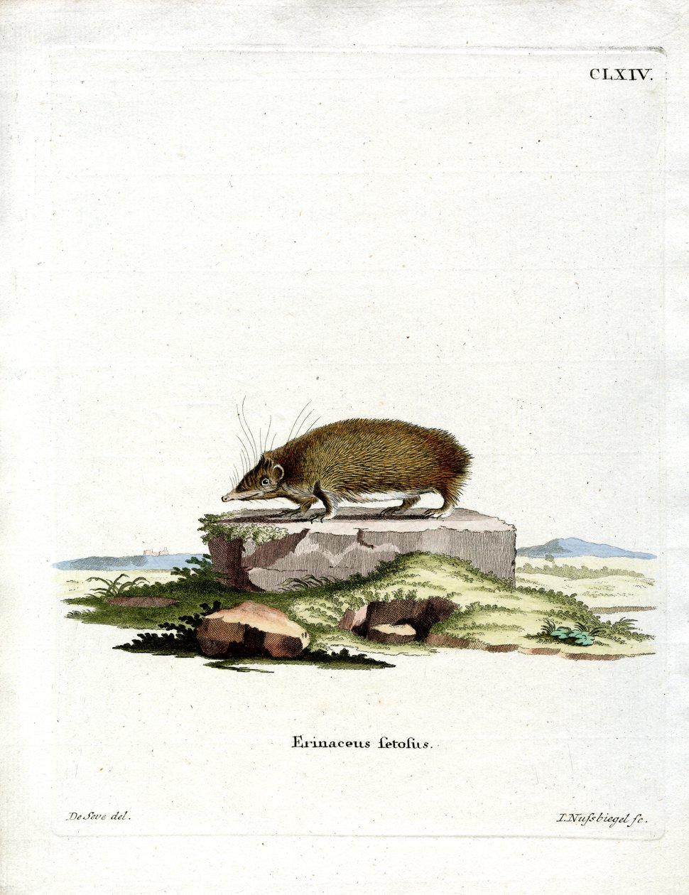 Tenrec Mayor de German School