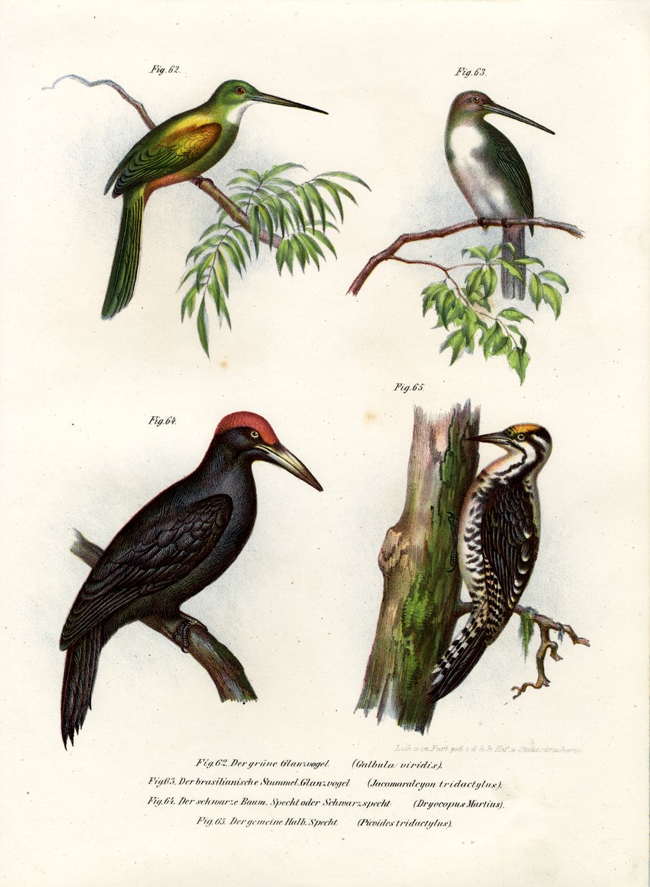 Jacamar Coliverde, 1864 de German School
