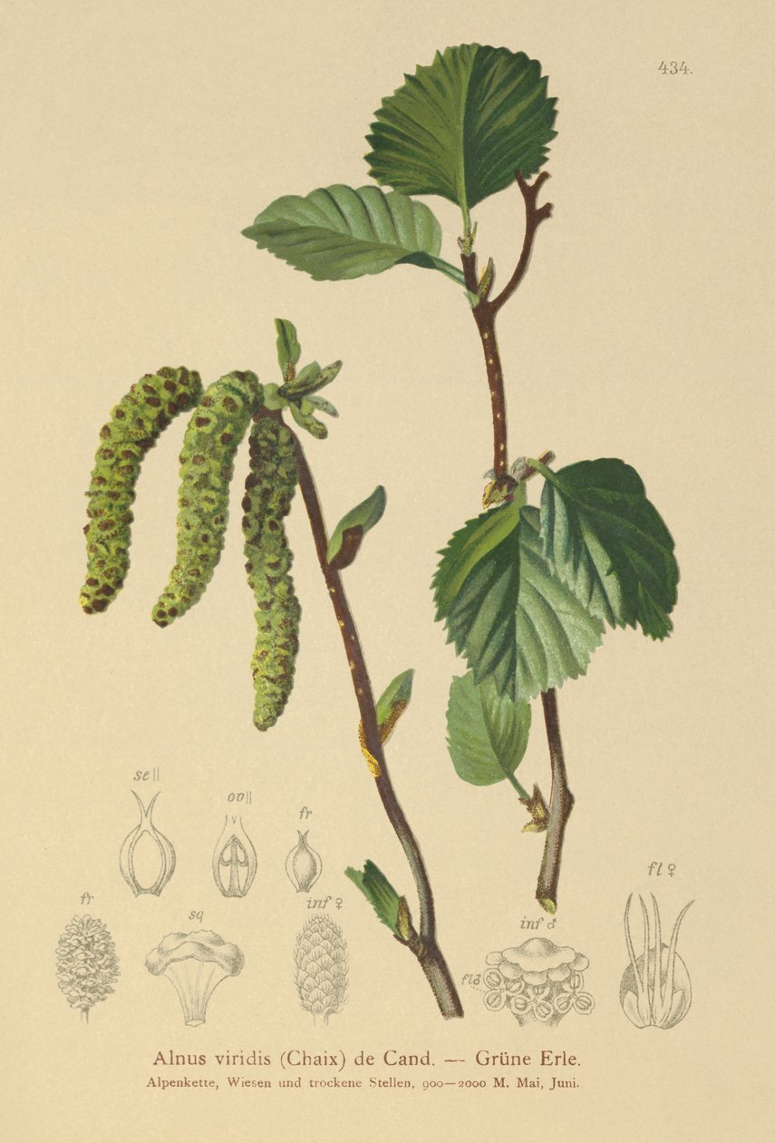 Aliso verde (Alnus viridis) de German School