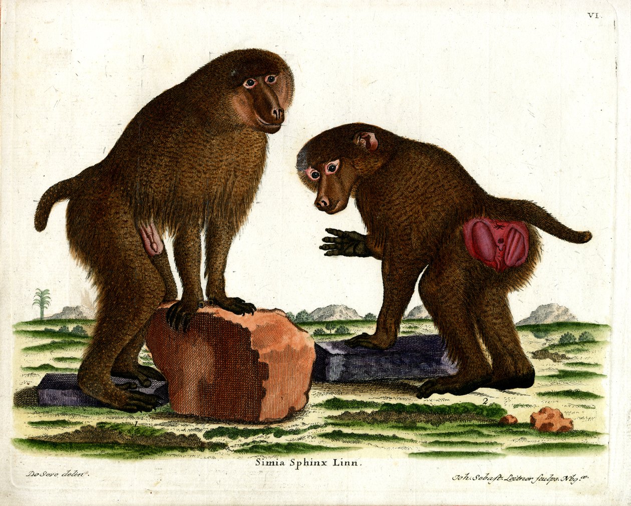 Babuino de Guinea de German School