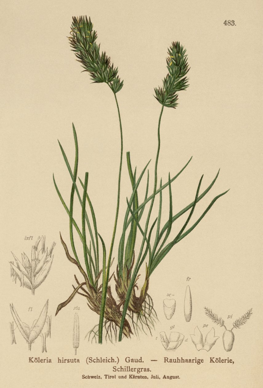 Hierba de Cabello de German School