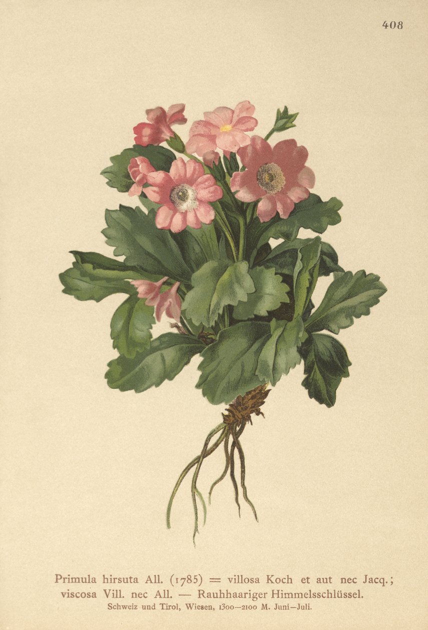 Primavera peluda (Primula hirsuta) de German School