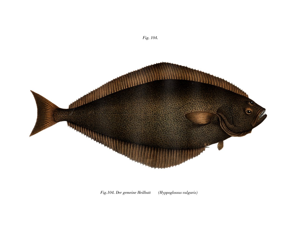 Halibut (litografía en color) de German School