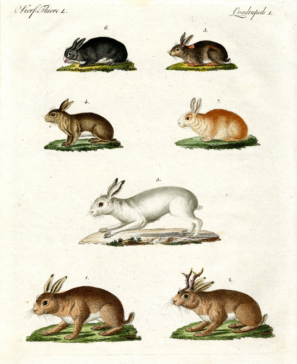 Liebres y conejos de German School