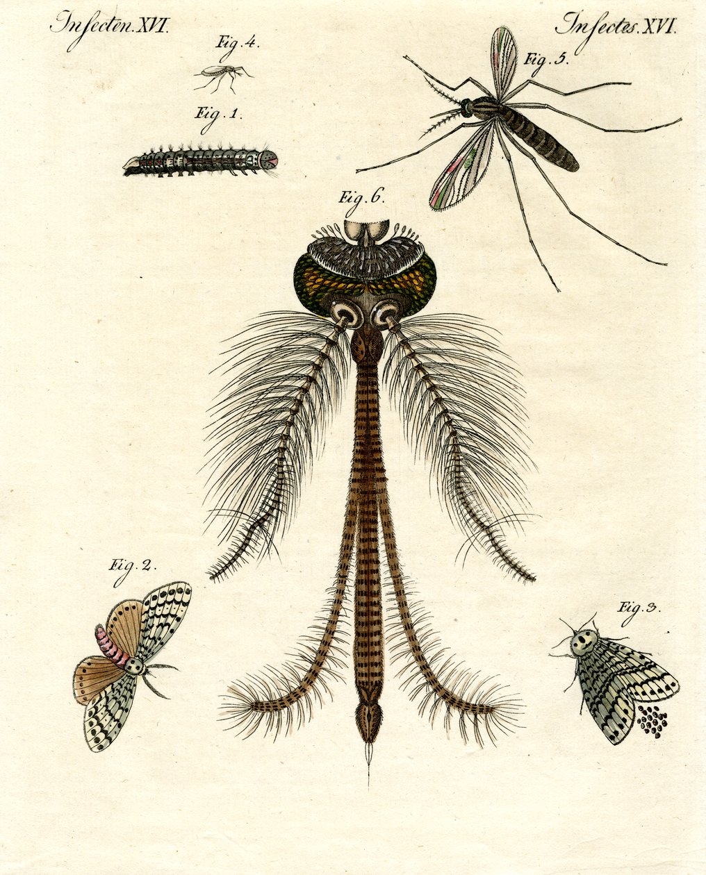 Insectos dañinos de German School
