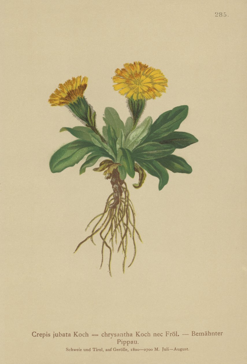 Crepis (Crepis jubata, Crepis rhaetica) de German School
