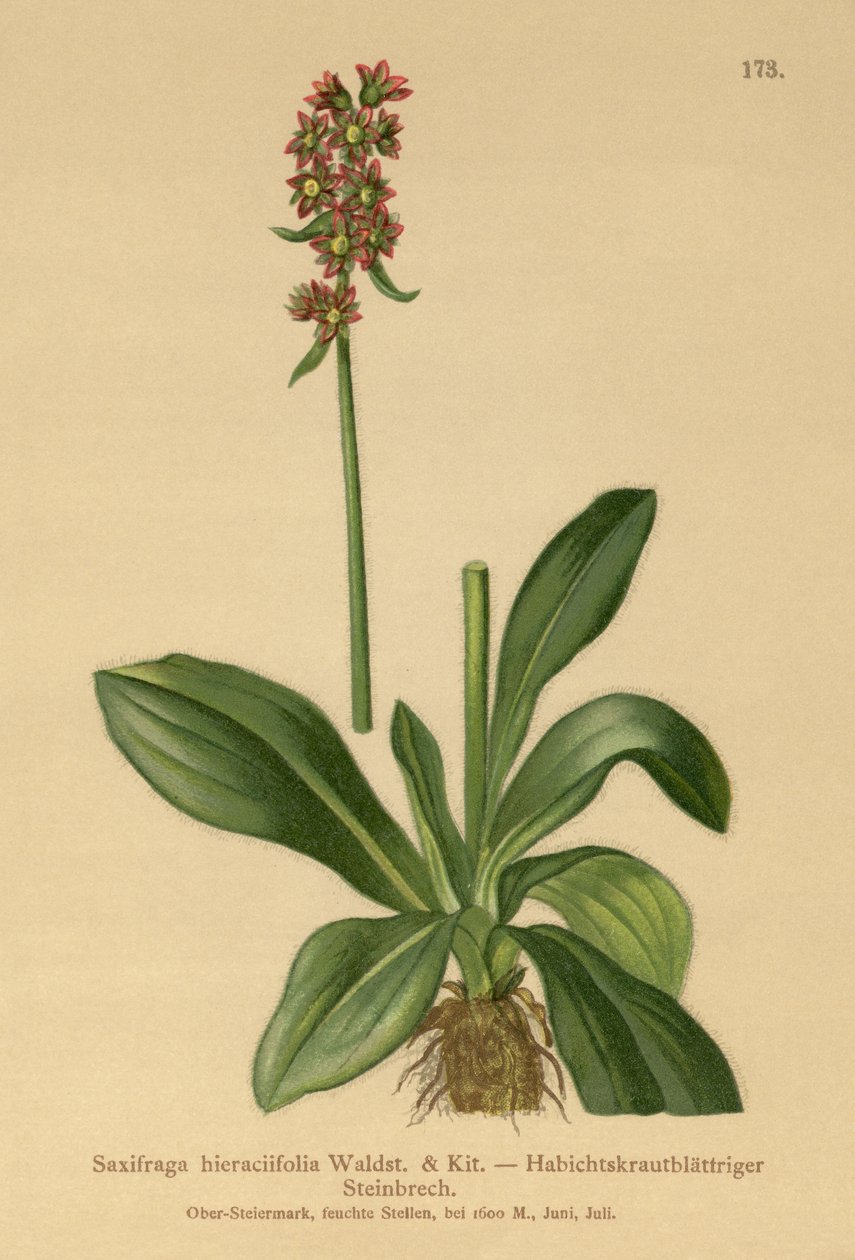 Saxífraga de hierba de halcón (Saxifraga hieraciifolia) de German School
