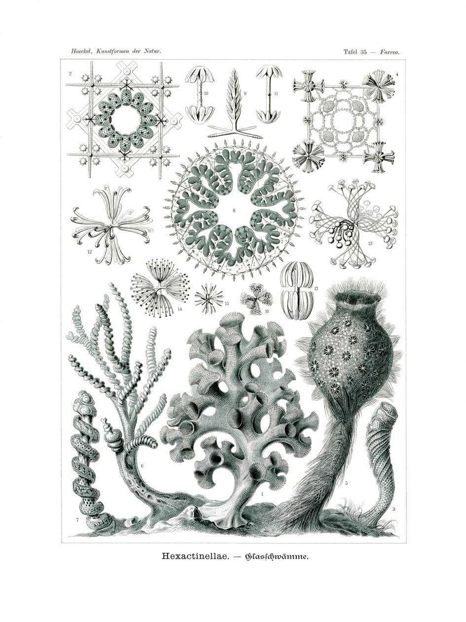 Hexactinellae, 1899-1904 de German School