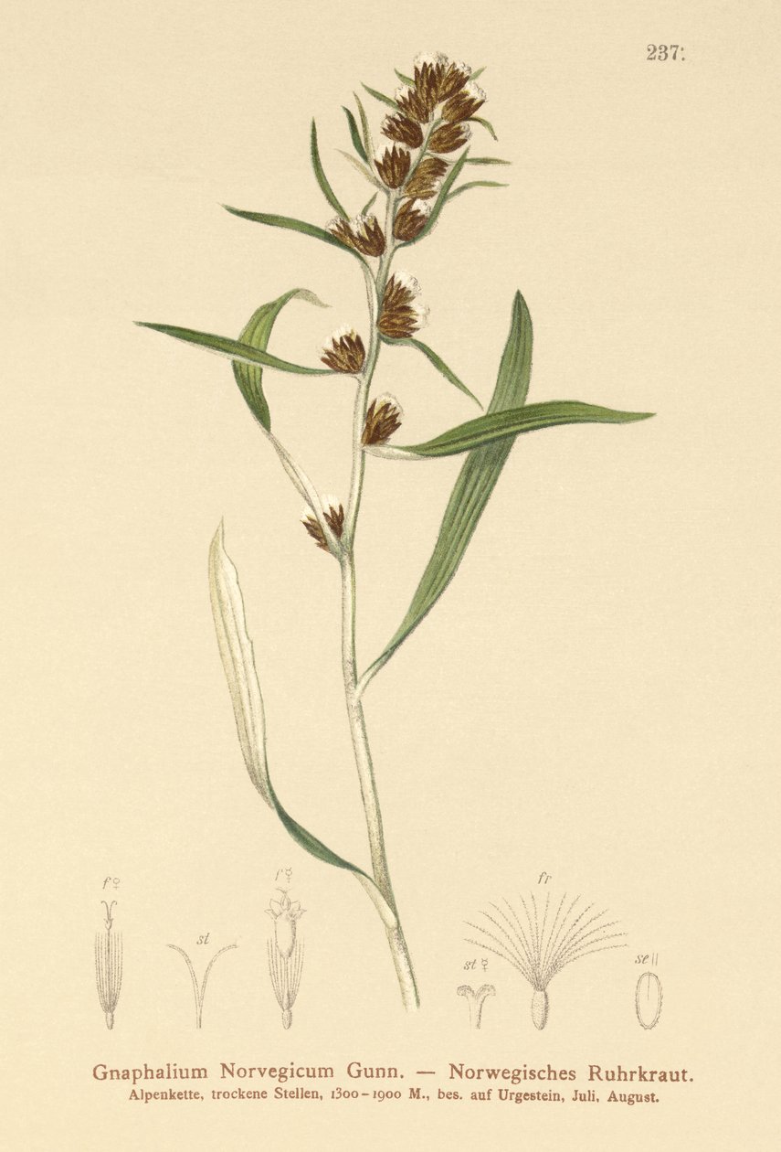 Hierba de cudweed de las tierras altas (Gnaphalium norvegicum) de German School