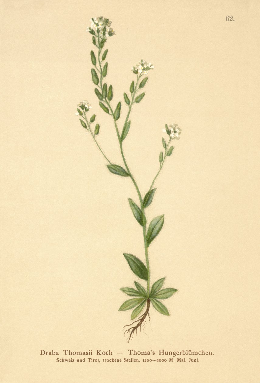 Draba tomentosa (Draba thomasii) de German School