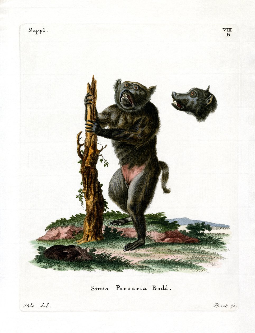 Babuino de Cara de Cerdo de German School
