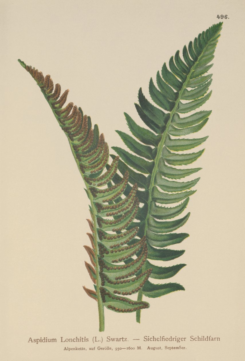 Aspidium Lonchitis, Polystichum lonchitis de German School