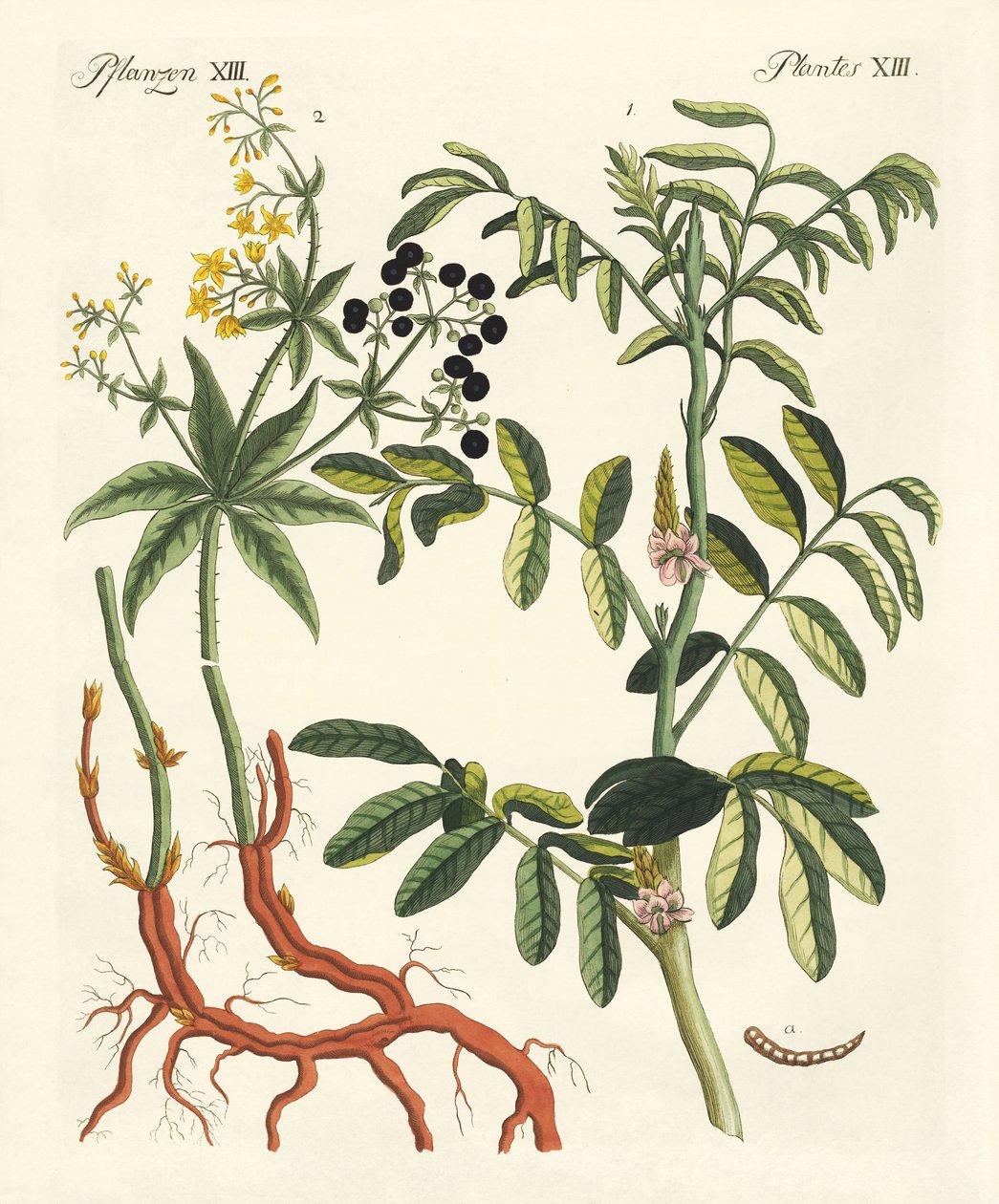 Plantas tintóreas importantes de German School