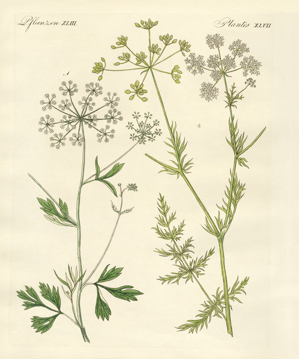 Plantas de especias indígenas de German School